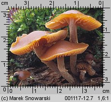 Galerina autumnalis (hełmówka jesienna)