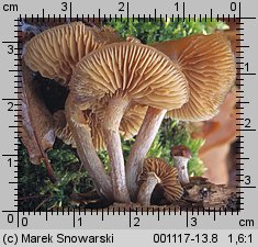 Galerina autumnalis (hełmówka jesienna)