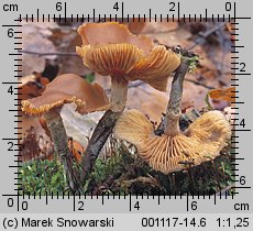 Galerina autumnalis (hełmówka jesienna)