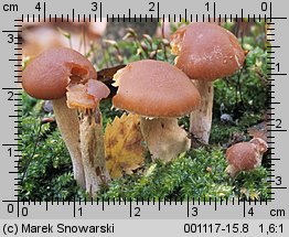 Galerina autumnalis (hełmówka jesienna)