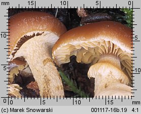 Galerina autumnalis (hełmówka jesienna)