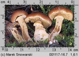 Galerina autumnalis (hełmówka jesienna)