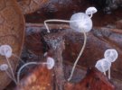 Mycena polyadelpha (grzybówka dębowa)