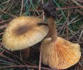 Hygrophorus hypothejus (wodnicha późna)