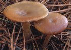 Clitocybe brumalis (lejkówka zimowa)