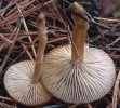 Clitocybe brumalis (lejkówka zimowa)