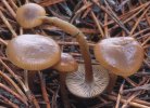 Clitocybe brumalis (lejkówka zimowa)