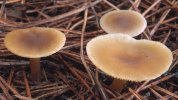 Clitocybe brumalis (lejkówka zimowa)