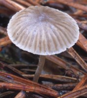 Unidentified-Mycena