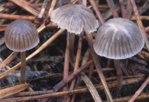 Unidentified-Mycena