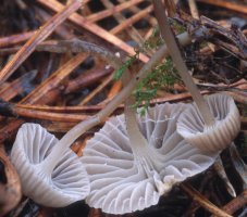 Unidentified-Mycena