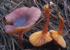 Hygrophorus hypothejus (wodnicha późna)