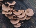Panellus stypticus (łycznik ochrowy)