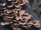 Panellus stypticus (łycznik ochrowy)
