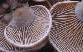 Panellus stypticus (łycznik ochrowy)