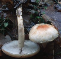 Hypholoma lateritium (maślanka ceglasta)