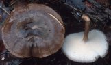 Lentinus brumalis (twardziak zimowy)