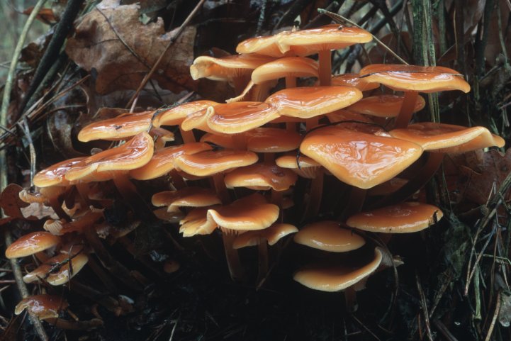 Flammulina velutipes (płomiennica zimowa)