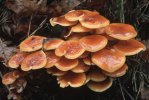 Flammulina velutipes (płomiennica zimowa)