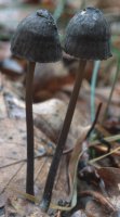 Unidentified-Mycena