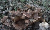 Tricholoma populinum (gąska topolowa)