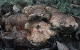 Tricholoma populinum (gąska topolowa)