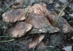 Tricholoma populinum (gąska topolowa)