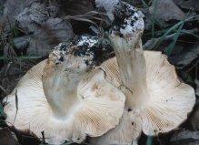 Tricholoma populinum (gąska topolowa)