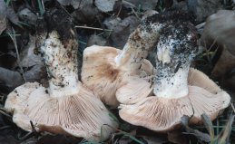 Lactarius controversus (mleczaj różowoblaszkowy)