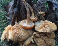 Flammulina velutipes (płomiennica zimowa)