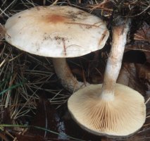 Pholiota lenta (łuskwiak śluzowaty)