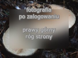 Pholiota lenta (łuskwiak śluzowaty)