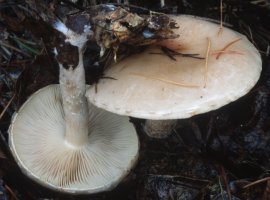 Pholiota lenta (łuskwiak śluzowaty)