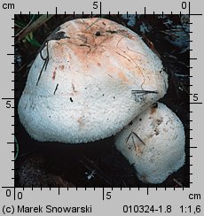 Agaricus bernardii