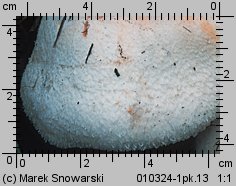 Agaricus bernardii