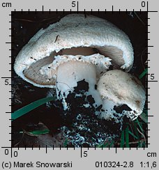 Agaricus bernardii