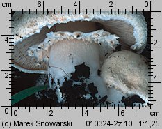 Agaricus bernardii