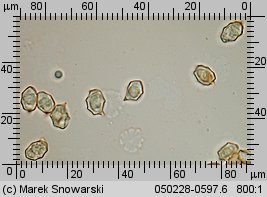 Entoloma porphyrophaeum (dzwonkówka porfirowobrązowa)