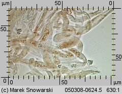 Entoloma porphyrophaeum (dzwonkówka porfirowobrązowa)