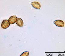 Alnicola bohemica (olszóweczka czeska)