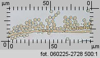 Lycoperdon (purchawka)