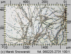 Lycoperdon (purchawka)