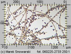 Lycoperdon (purchawka)