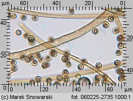 Lycoperdon (purchawka)