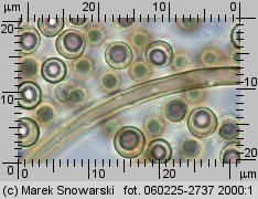 Lycoperdon (purchawka)