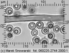 Lycoperdon (purchawka)