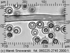 Lycoperdon (purchawka)