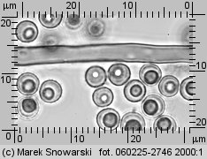 Lycoperdon (purchawka)