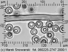 Lycoperdon (purchawka)