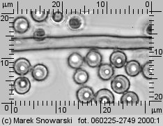 Lycoperdon (purchawka)